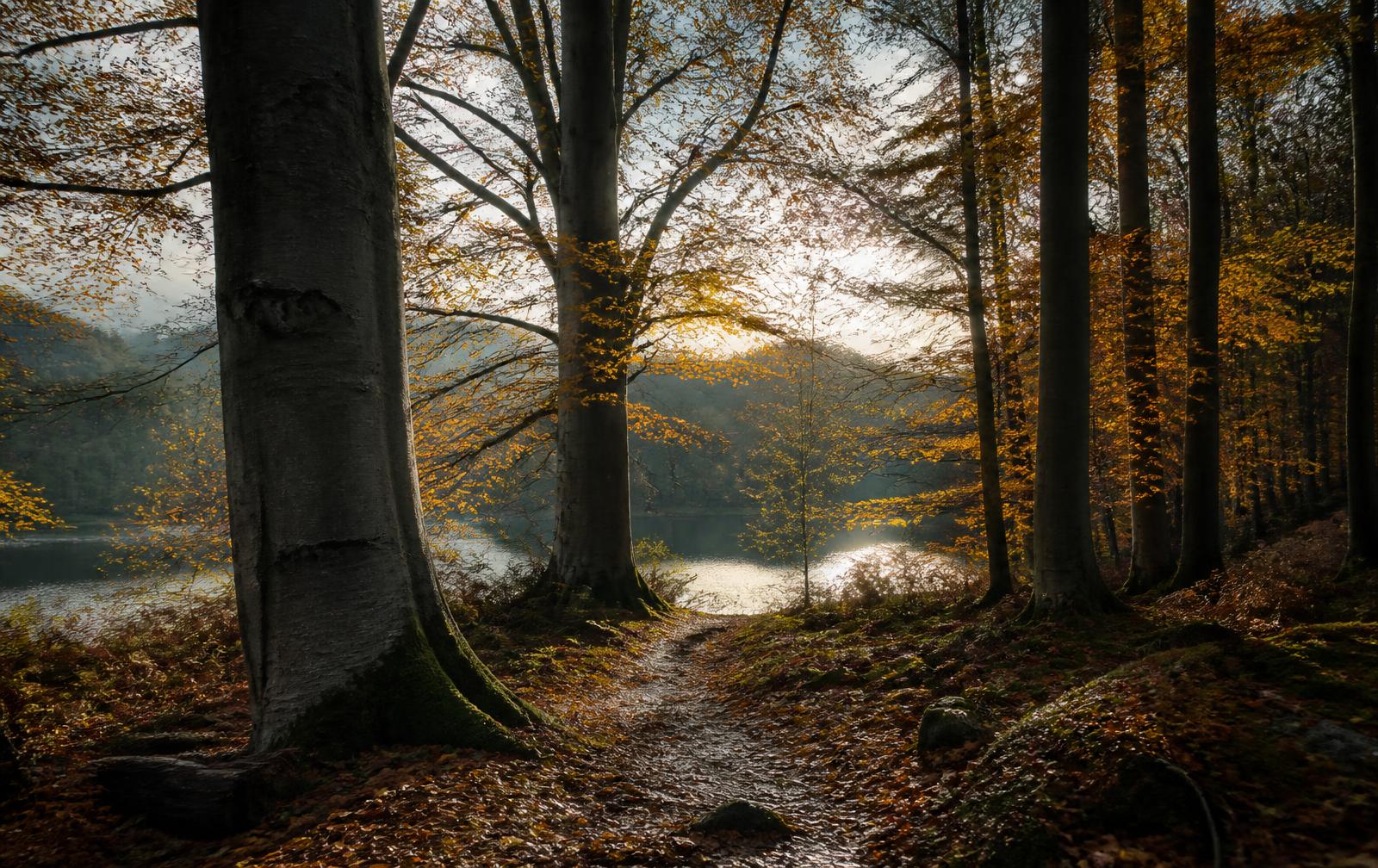 Herbstlicher Buchenwald mit Waldweg und schimmerndem Waldsee im Glücksburger Wald an der Flensburger Förde